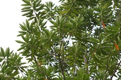 Elaeocarpus angustifolius